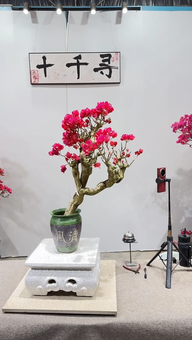 完全开放中国红三角梅