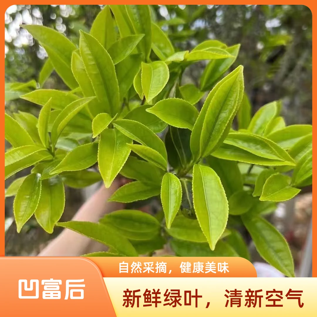 2025春茶【凹富后甜水】炭火焙香甜水木质香型回甘持久甜水滑嘴柔水