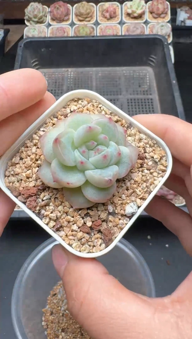 【闪购商品】391A号一物一拍多肉花卉植物拍3颗起发