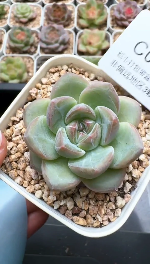031C云禹多肉植物 带盆土纸巾打包 3颗包邮