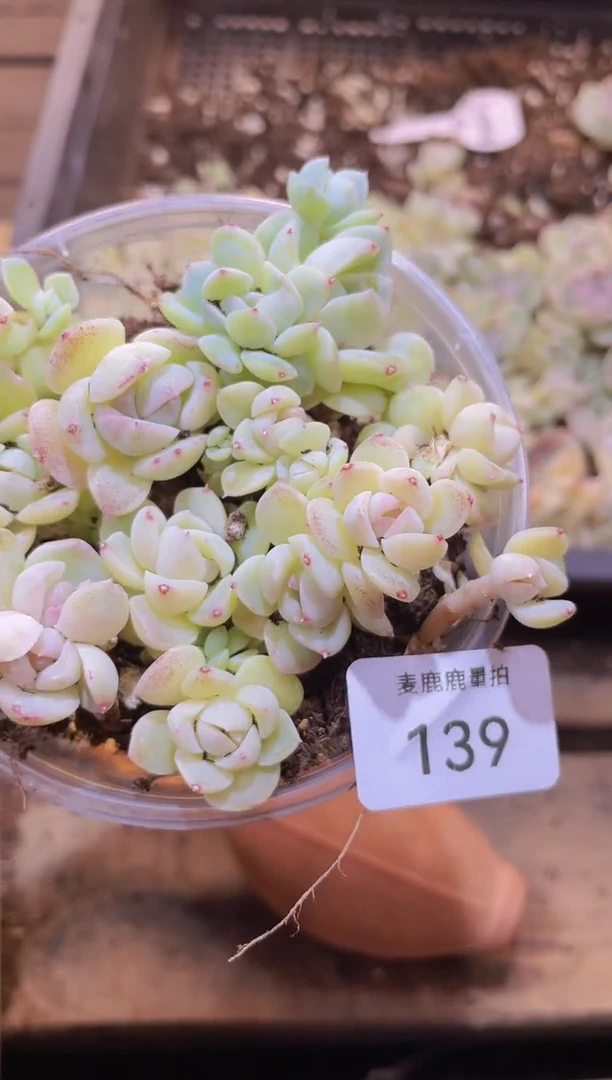 【闪购商品】139白透熊猫糖心量拍1盒