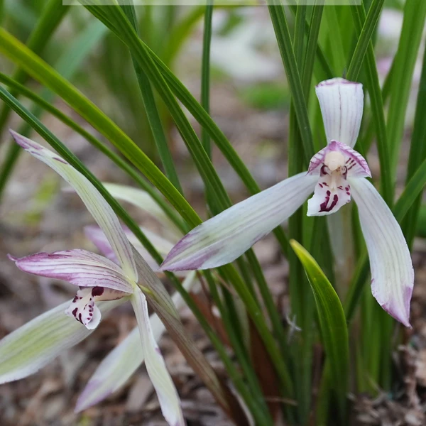 云南春兰鸿运当头精品兰花盆栽带花苞送礼客厅书房茶几办公室