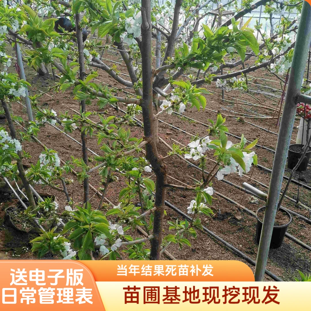 成品【3年苗原盆土车厘子樱桃苗】盆栽院栽种植嫁接来年结果