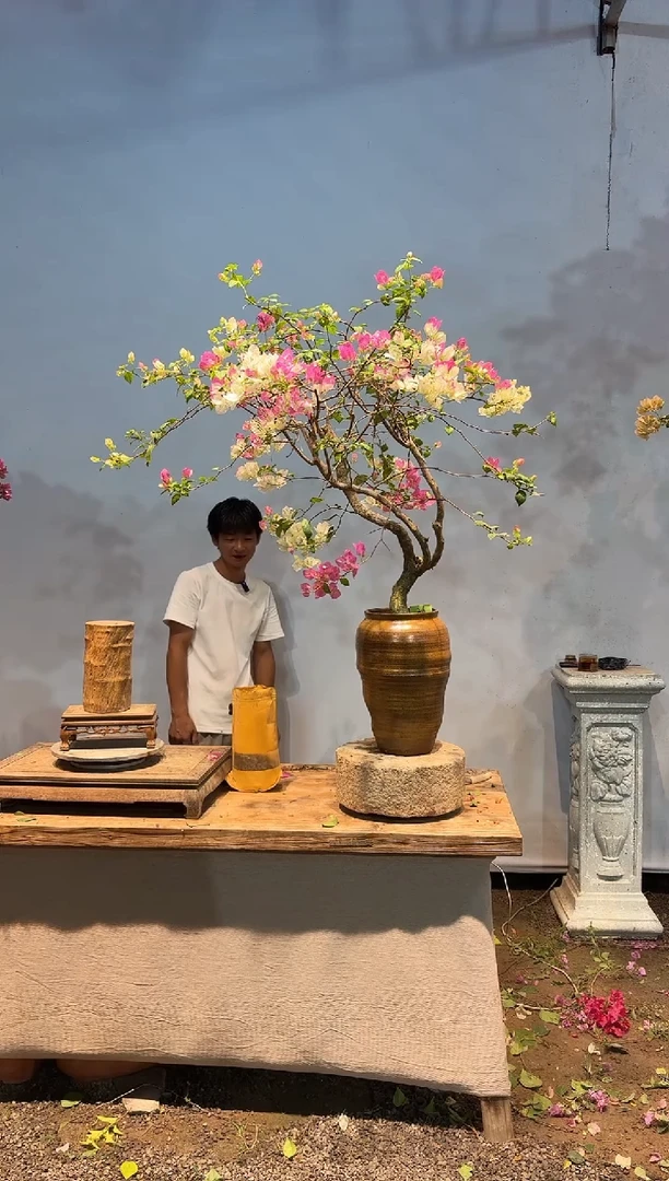 全部花朵阿*三角梅26