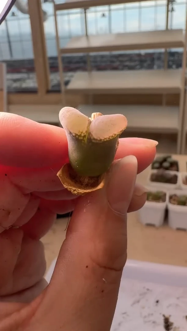 24-201多肉植物肉锥