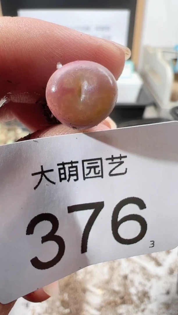 【闪购商品】++++376