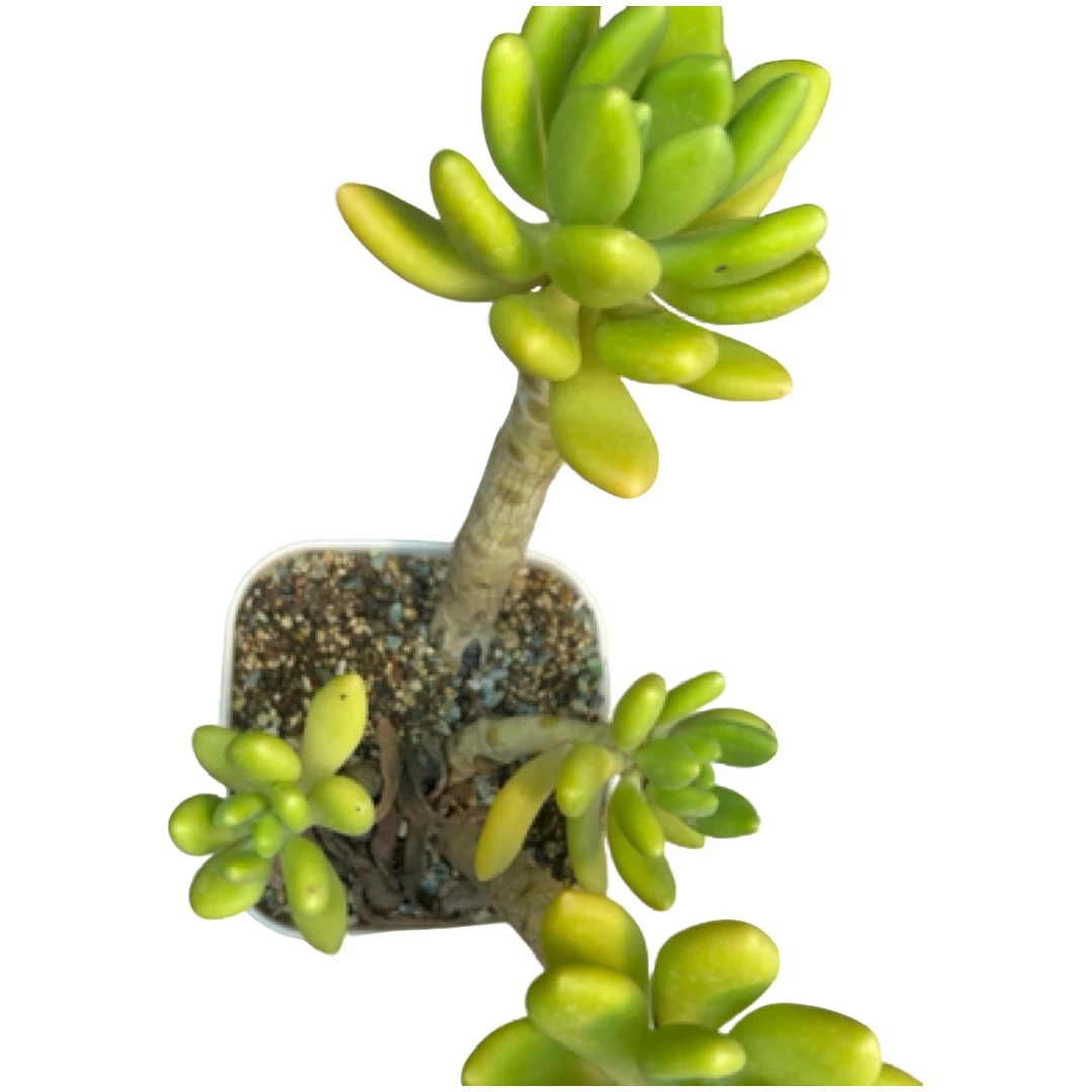 状态金蝉）整装老桩飘枝盆栽盆景多肉