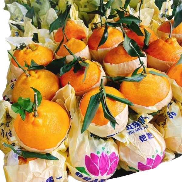 【赣农精选】春见粑粑柑净重6斤/一箱