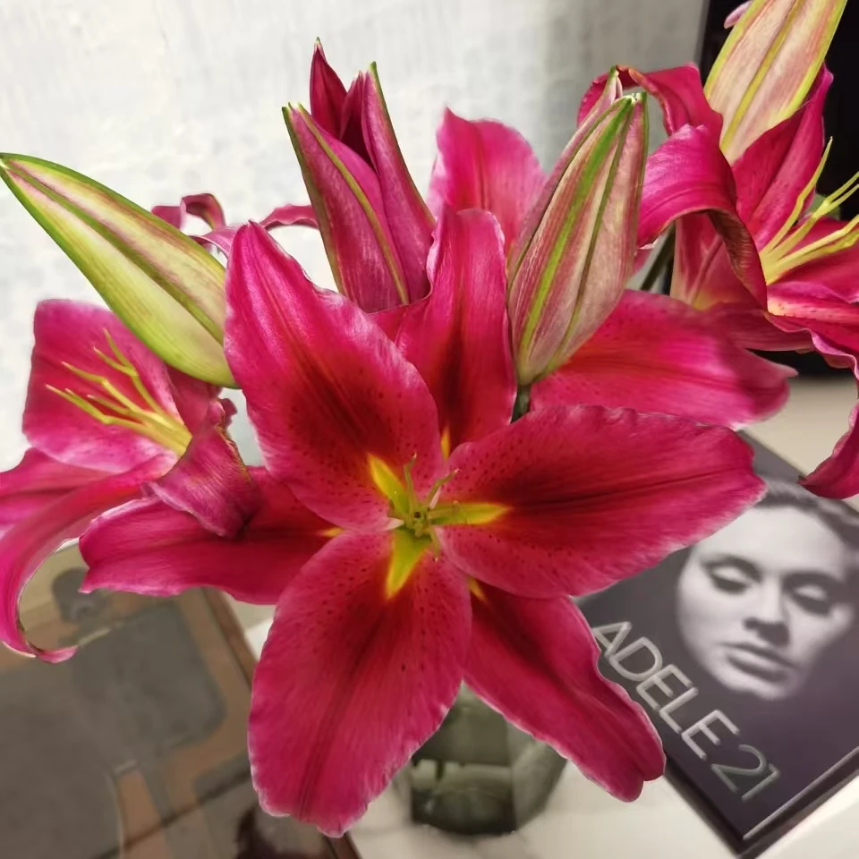 【温哥华】红色香水百合