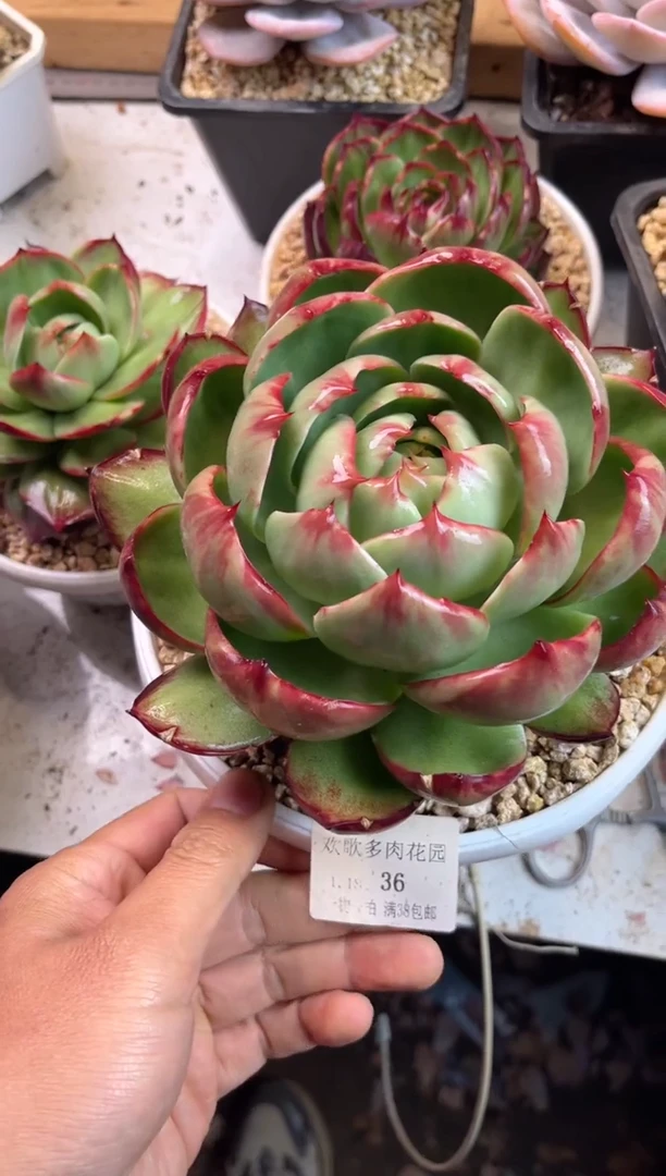 【闪购商品】1.18-36惊鸿