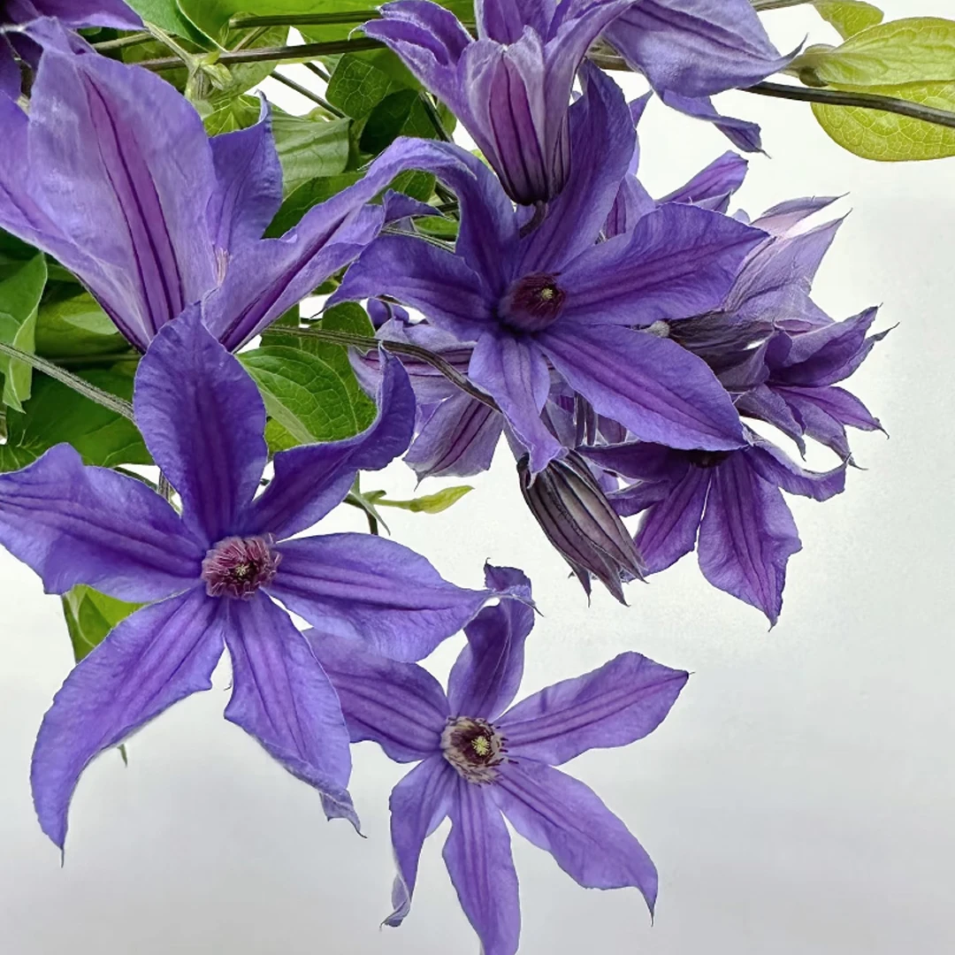 铁线莲 紫色  Officine美好花市基地直采鲜切花云南直发