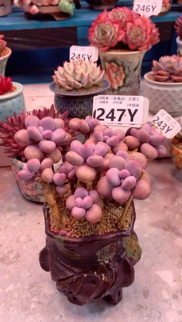 丸叶桃蛋247Y（一物一拍，精品多肉，w所见即所得 ）