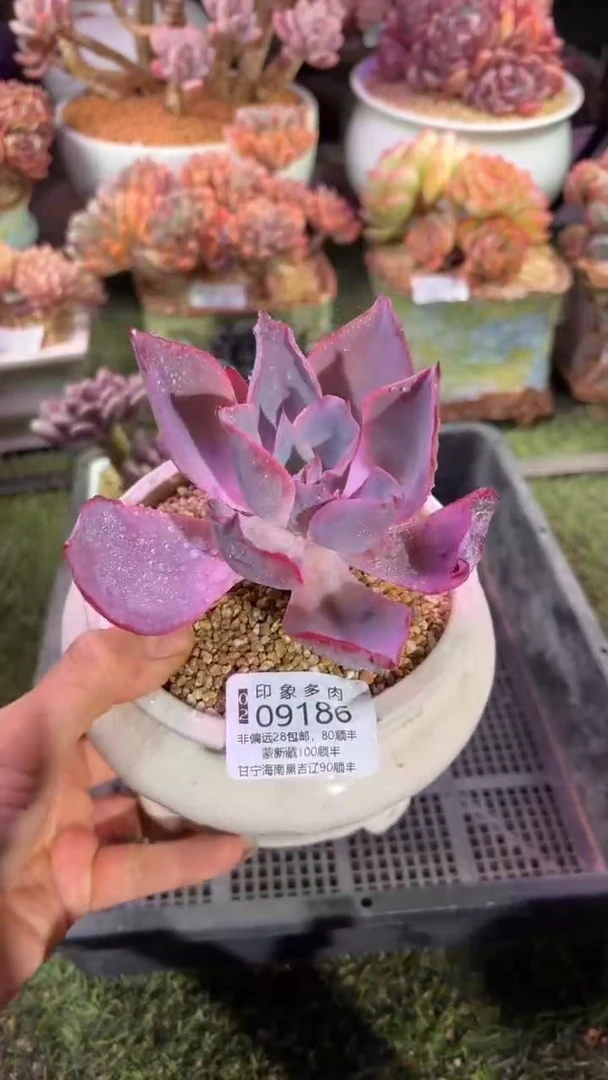 【闪购商品】09186