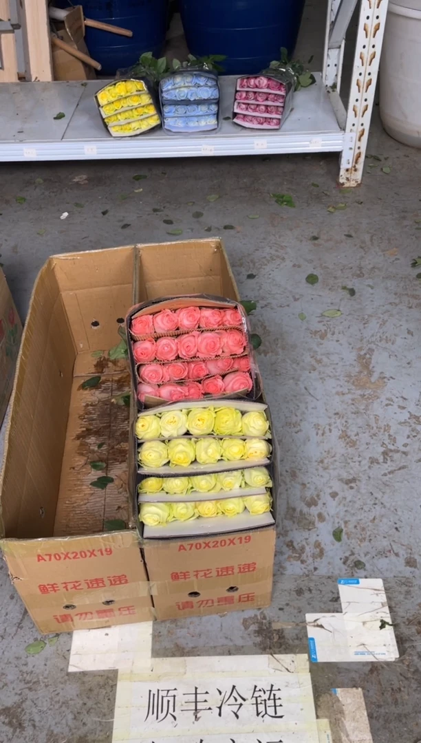 奶油杯2扎+戴安娜1扎