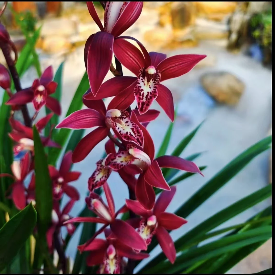 多花【韩国小姐】5支花古风花盆栽好浓香好养花期长