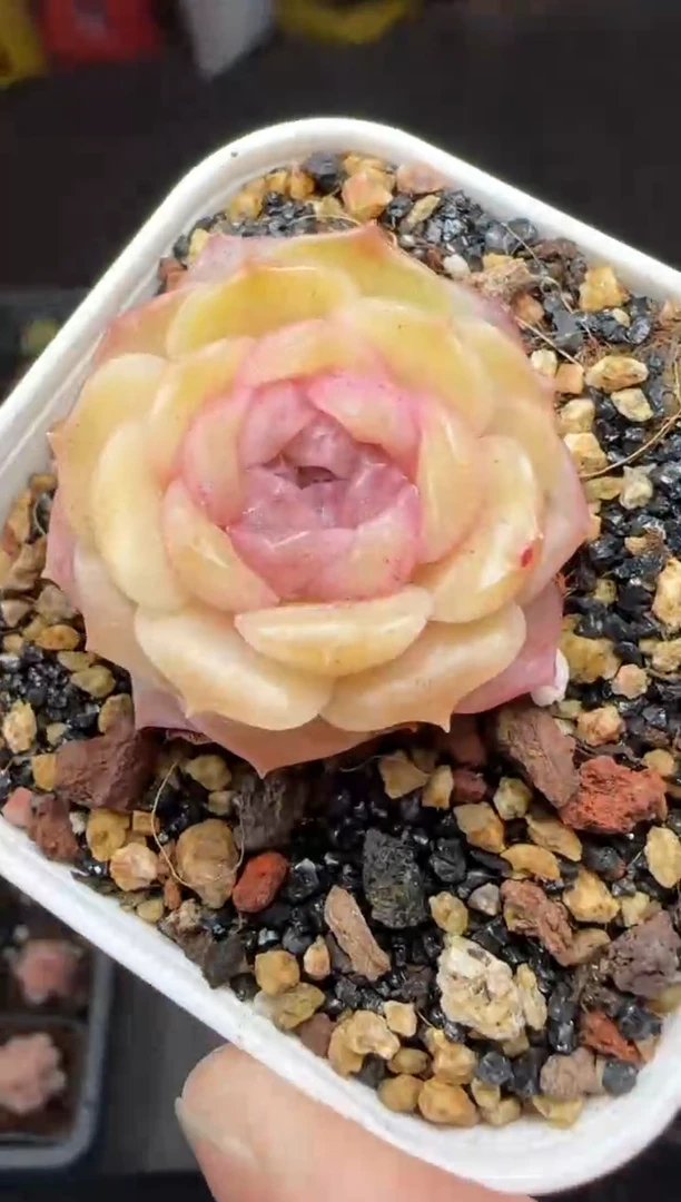 【闪购商品】一物一拍0304—500