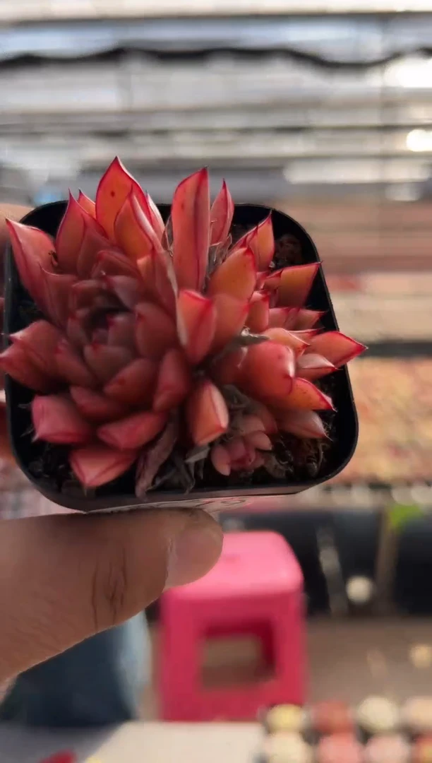 【闪购商品】新品多肉-79