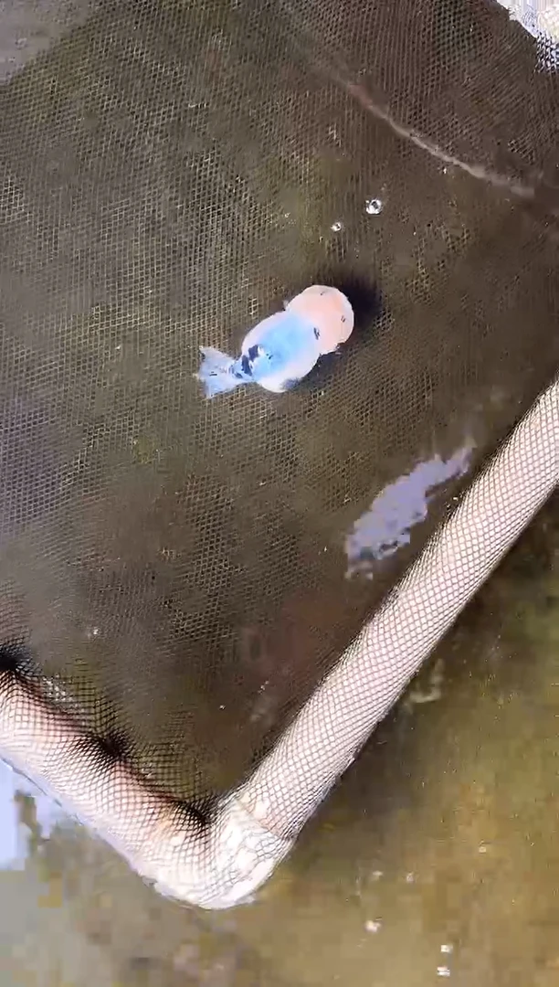 金鱼随***0水娃娃渔场兰寿观赏鱼 不包邮