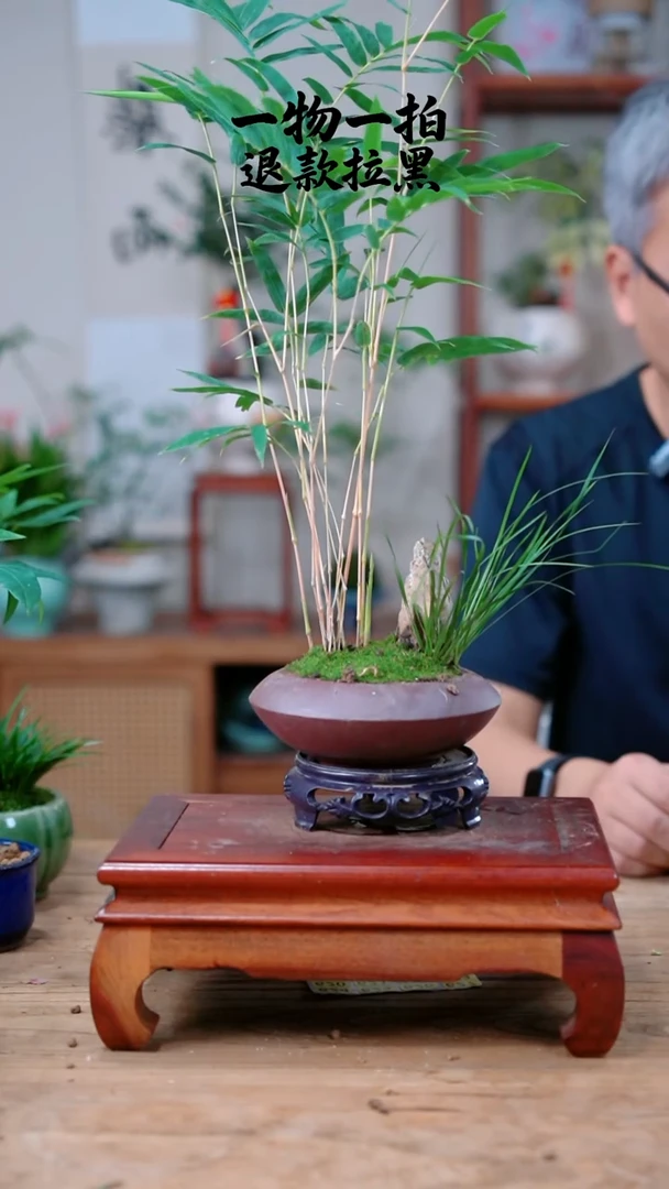 完全开放Q****J603竹子