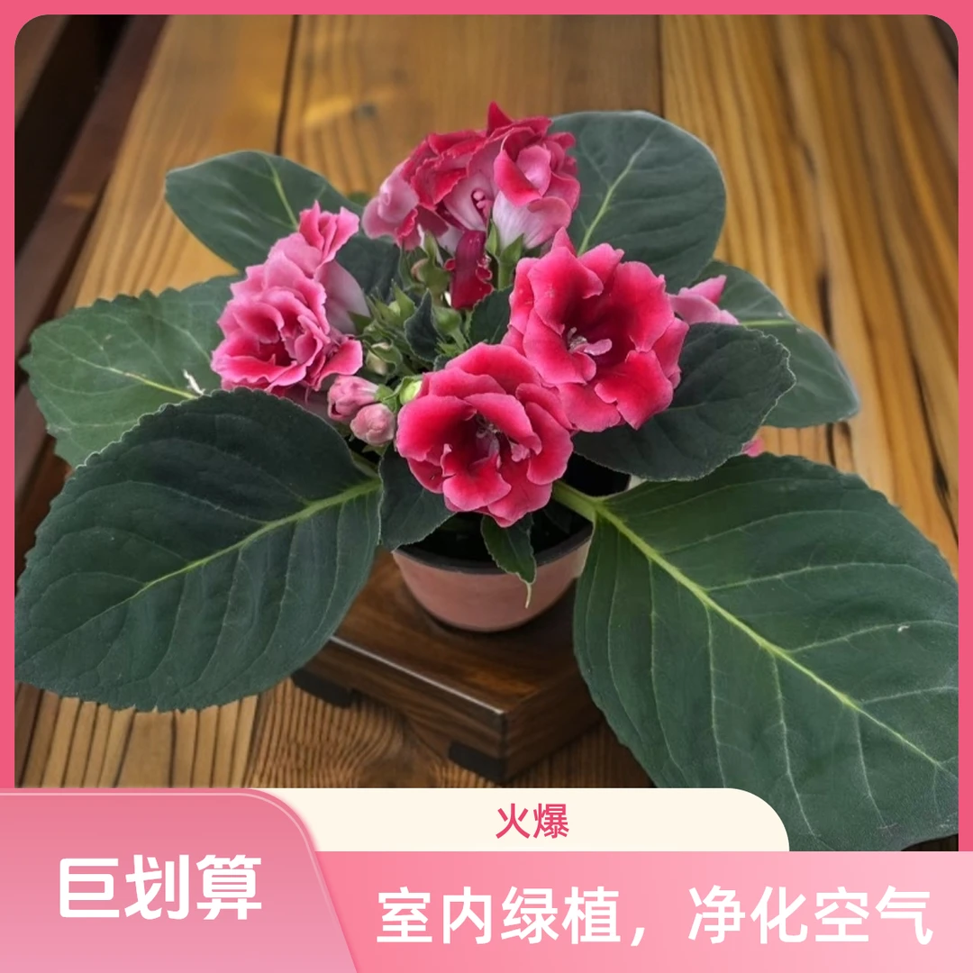芙蓉花 大岩桐 带花苞 室内观赏盆栽 四季开花 富贵芙蓉