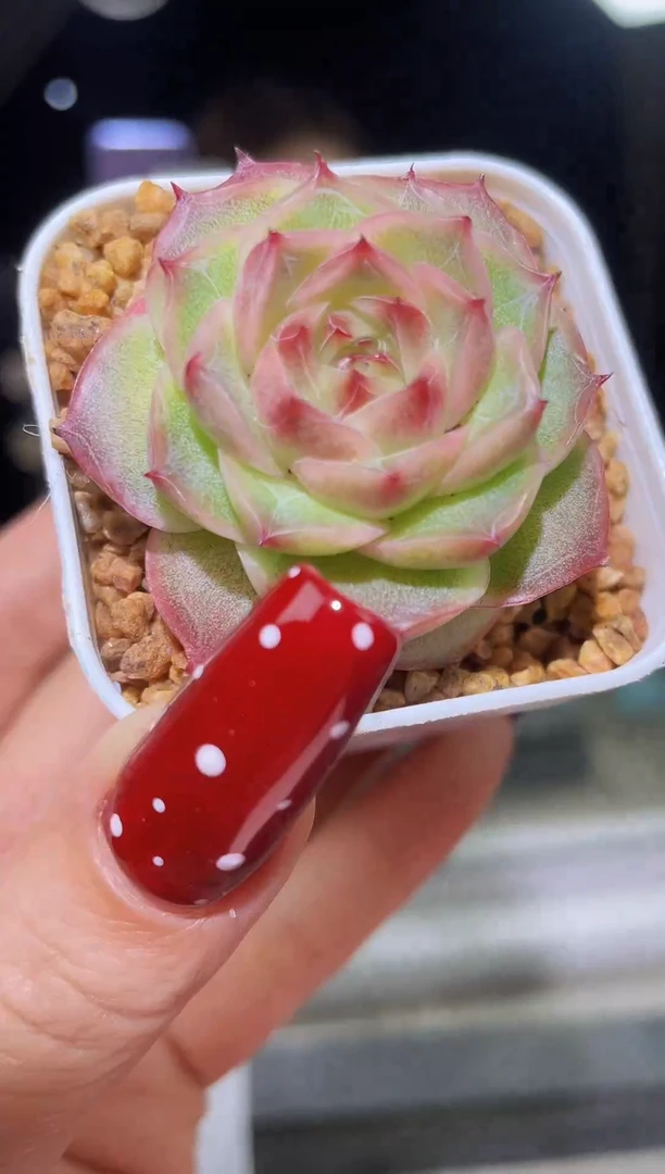 闪购1630  花间多肉一颗  4厘米