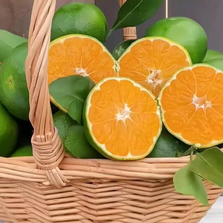 云南青皮蜜桔     450g   甜到离谱  酸一下算我输