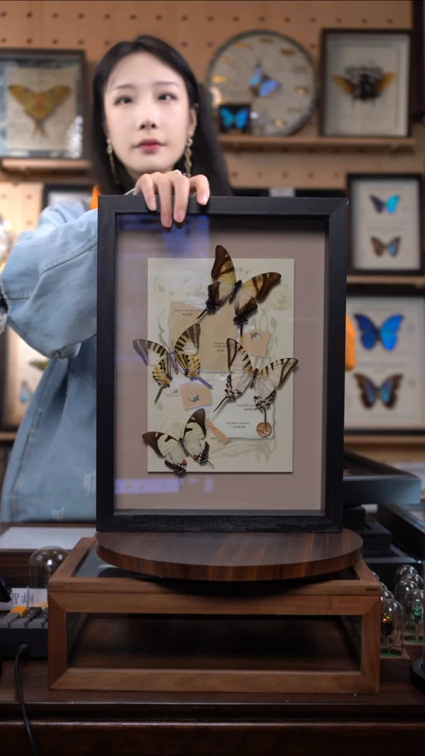 蝴蝶标本摆件竞拍a9