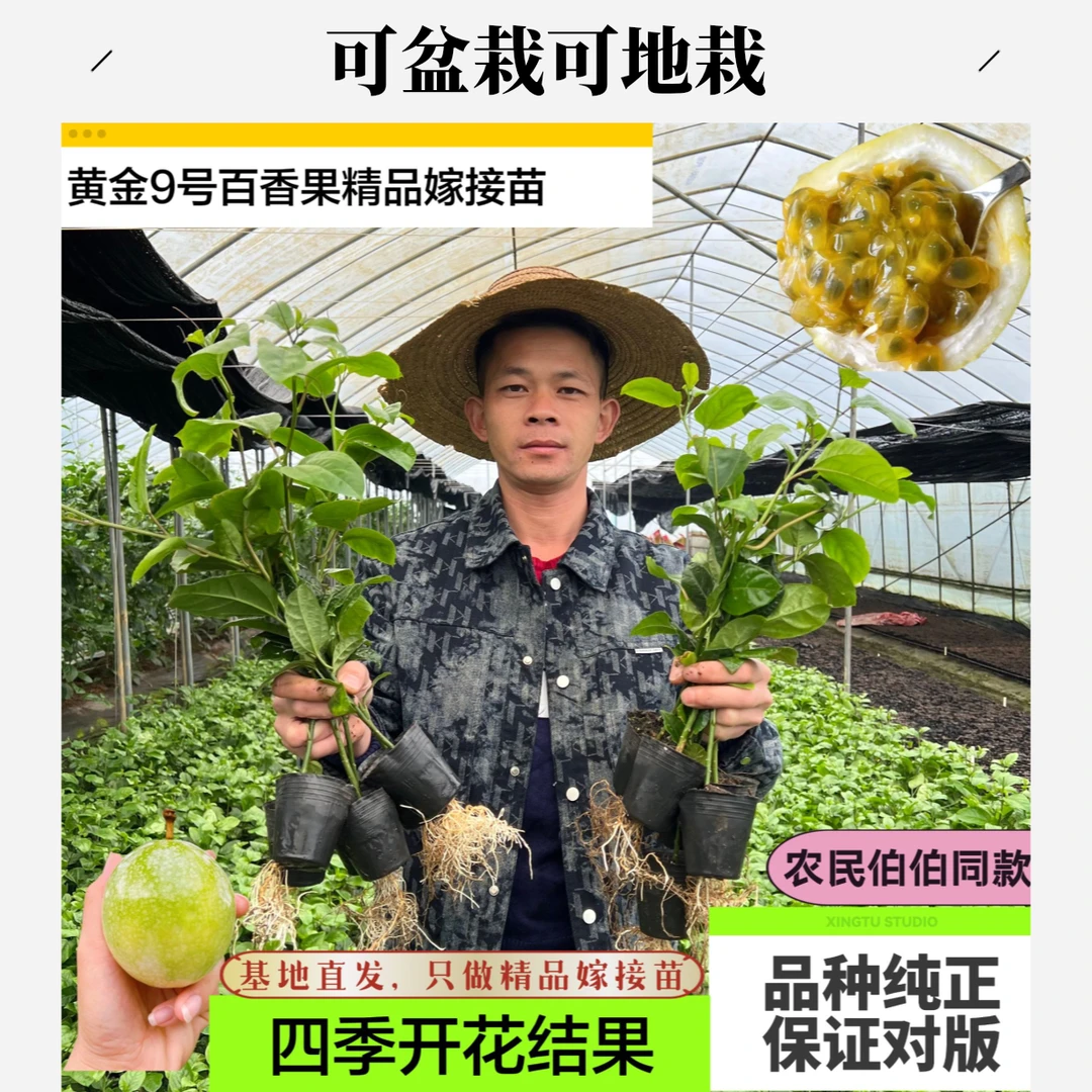 纯甜黄金百香果树苗新品种百香果苗可盆栽可地栽四季开花结果直播