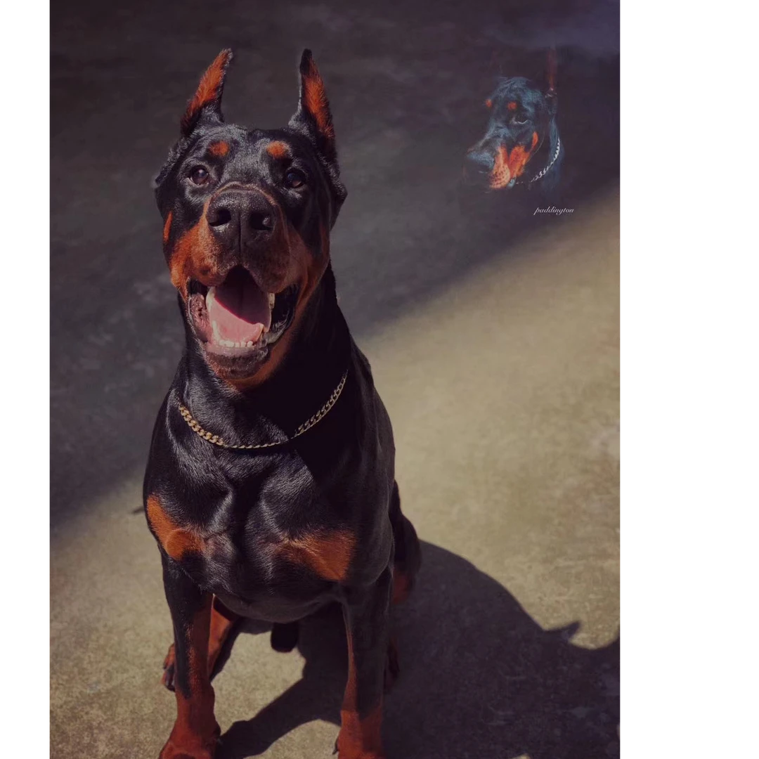 哈利犬舍活体链接狗狗批发