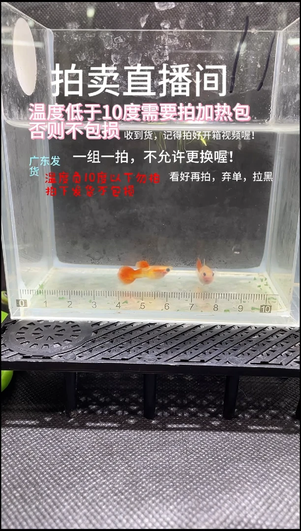 孔雀鱼银河琉璃 两条  编号 11