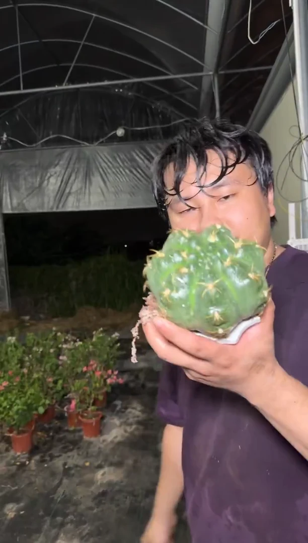 美花海王【实生根】不带花苞 8-11cm