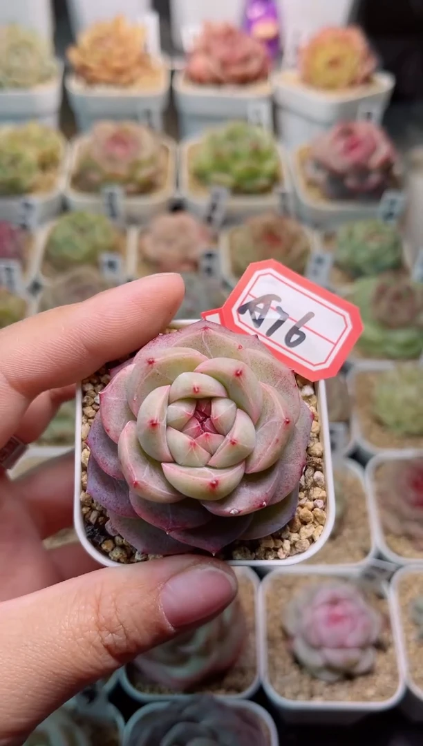 【闪购商品】A76变异碧琉璃一物一拍