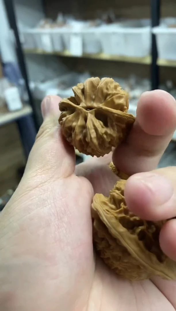 小众高端品种野牛福利单