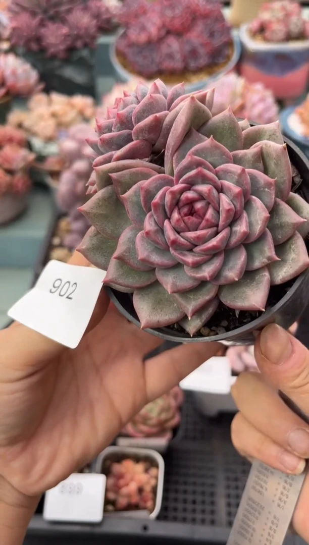 902双头紫镜多肉