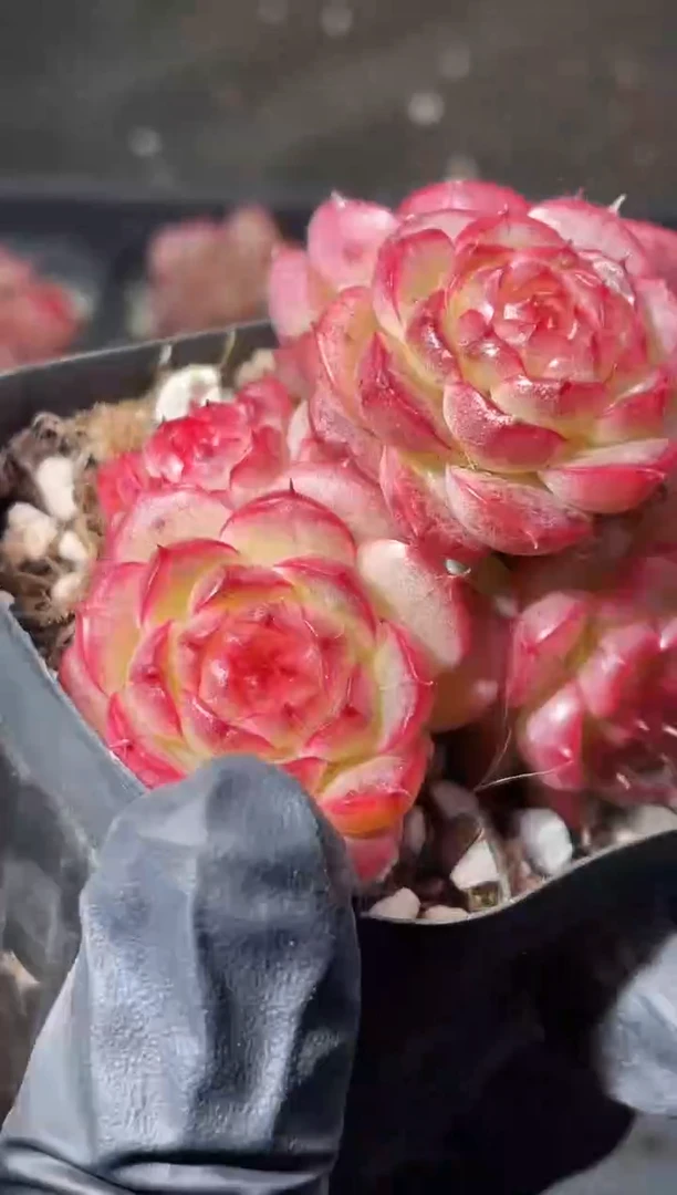 18-24夜琉璃群4-5厘米不包整散量拍发一颗