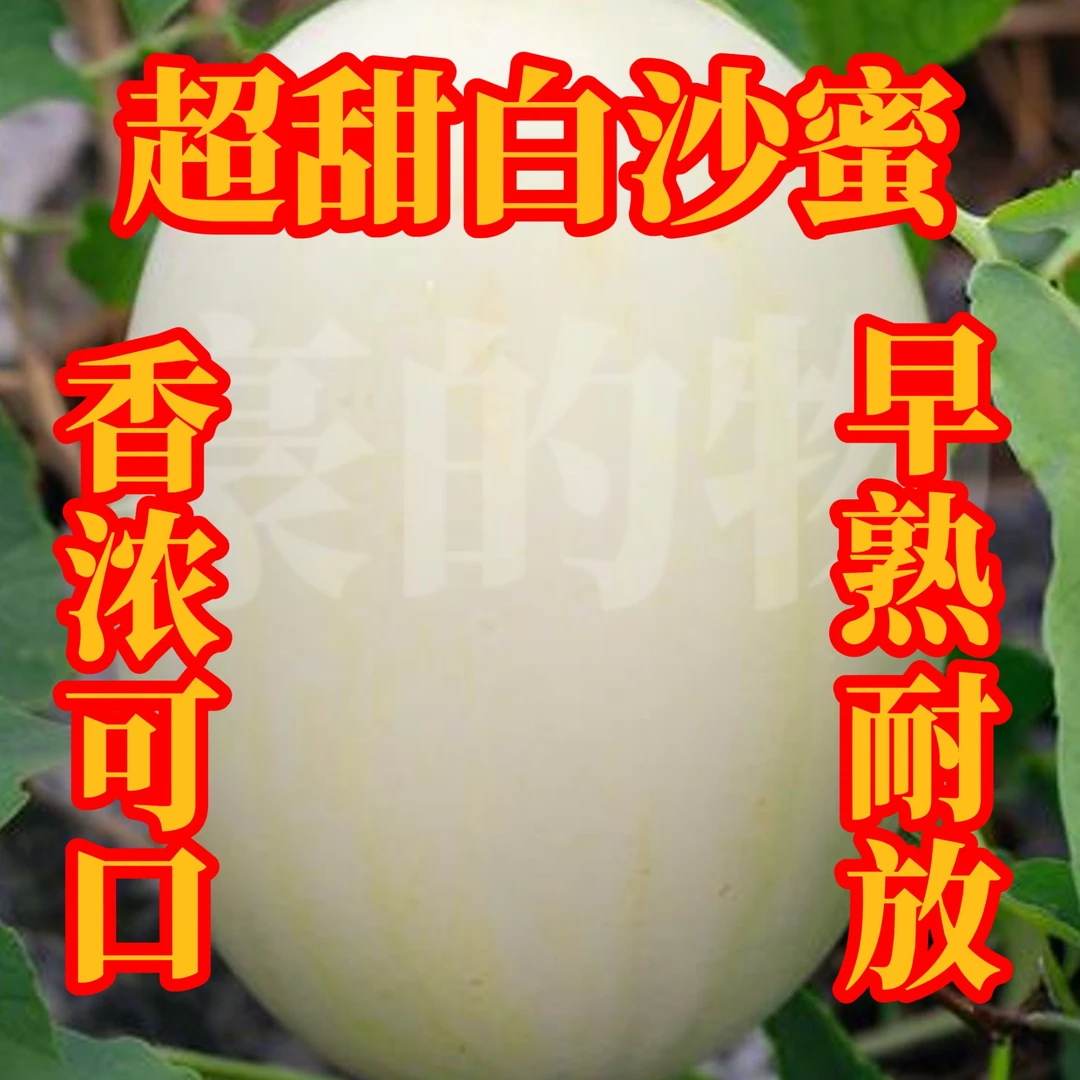 全店满5元包邮[6]超甜白沙蜜种子