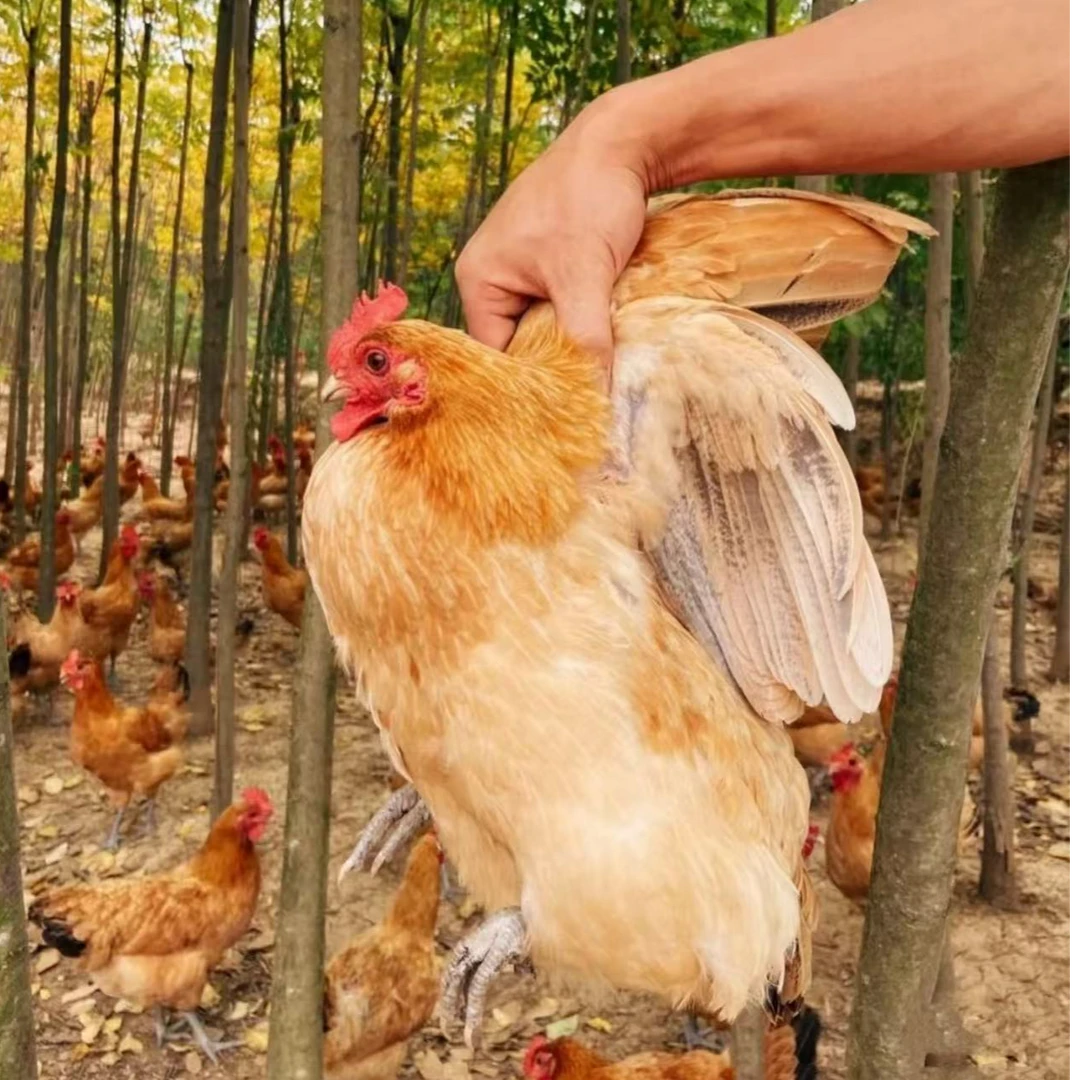 【老母鸡】跑山母鸡老品种小脚土鸡更营养