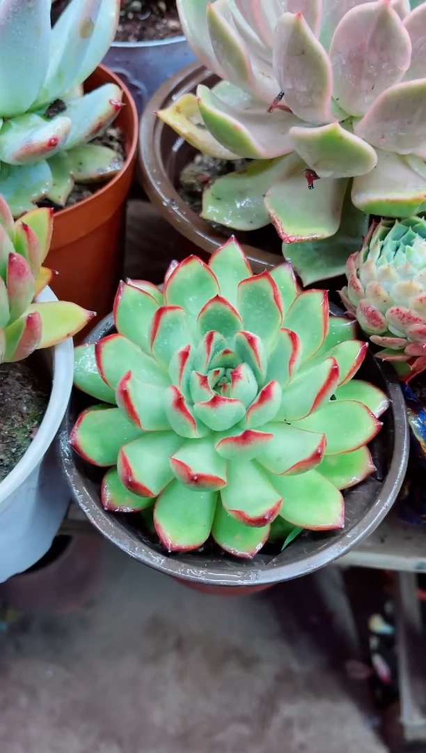 洗****_27002多肉植物一物一拍