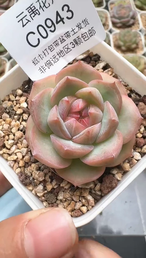 943C云禹多肉植物 带盆土纸巾打包 3颗包邮