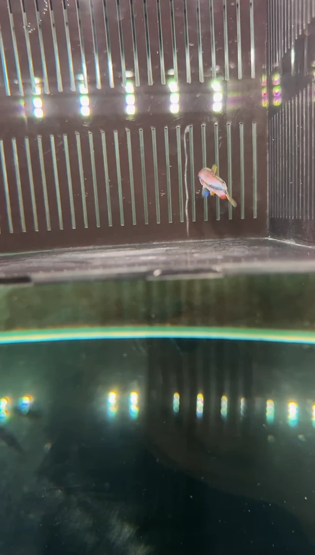 灯科鱼风**物A02超级DY（尾巴瑕疵 轻微蒙眼）