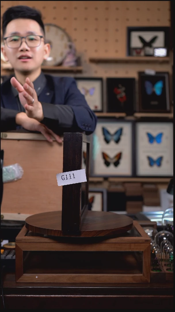 蝴蝶标本摆件一口价g111