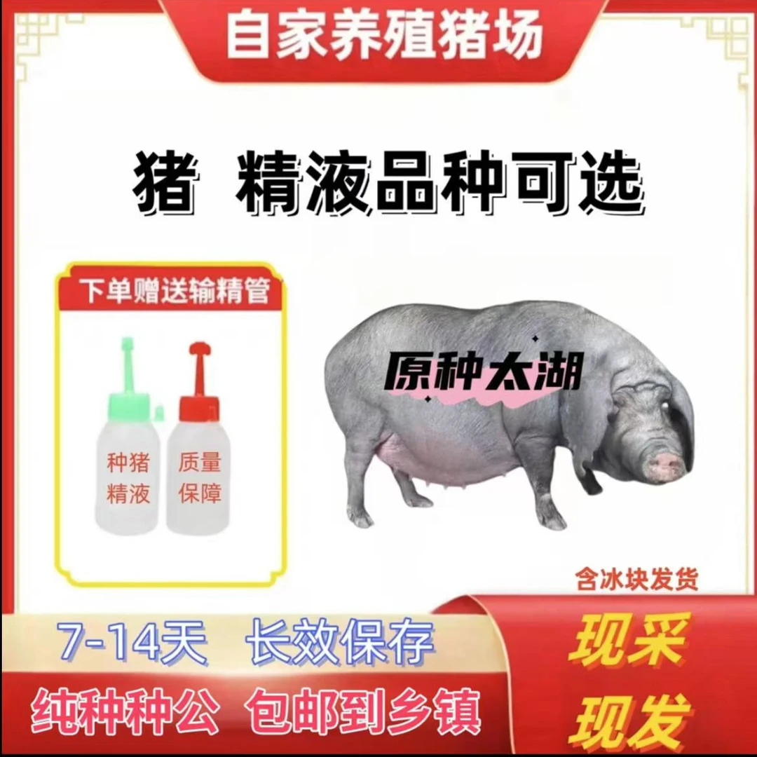 原种高产太湖种公种精液瓶一件包邮对版生态养殖输精管
