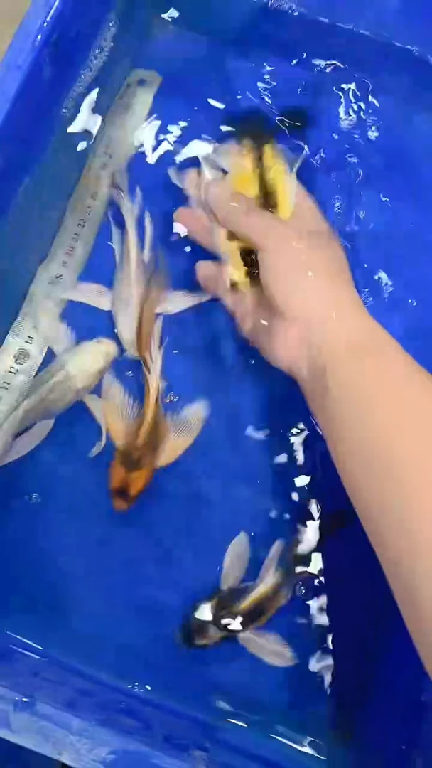 蝴蝶鲤蝴蝶鲤直播选鱼专用链接