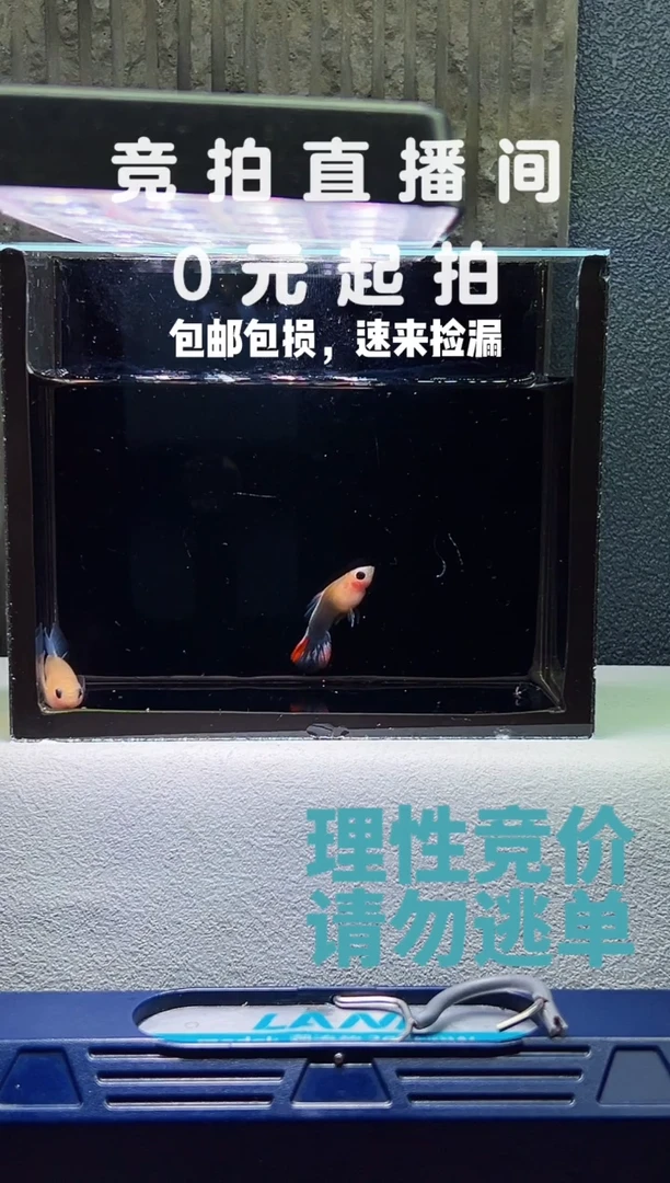 孔雀鱼蓝头黄肉蓝礼服C一对编号20