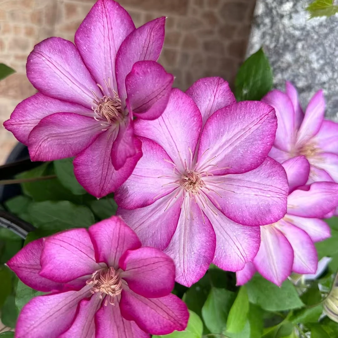 铁线莲   解放二类 复古色花系 南北方耐寒耐热阳台庭院盆栽