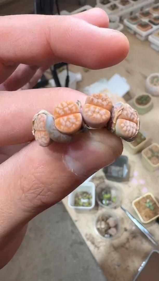 113多肉植物肉锥拿铁一颗