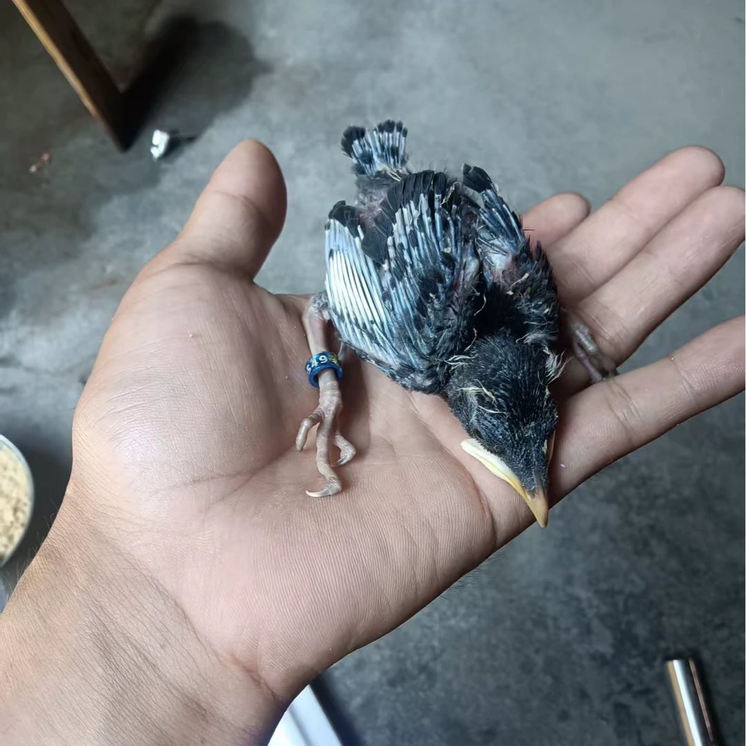 手养亲人雏鸟小黑巴鹦鹉宠物活体