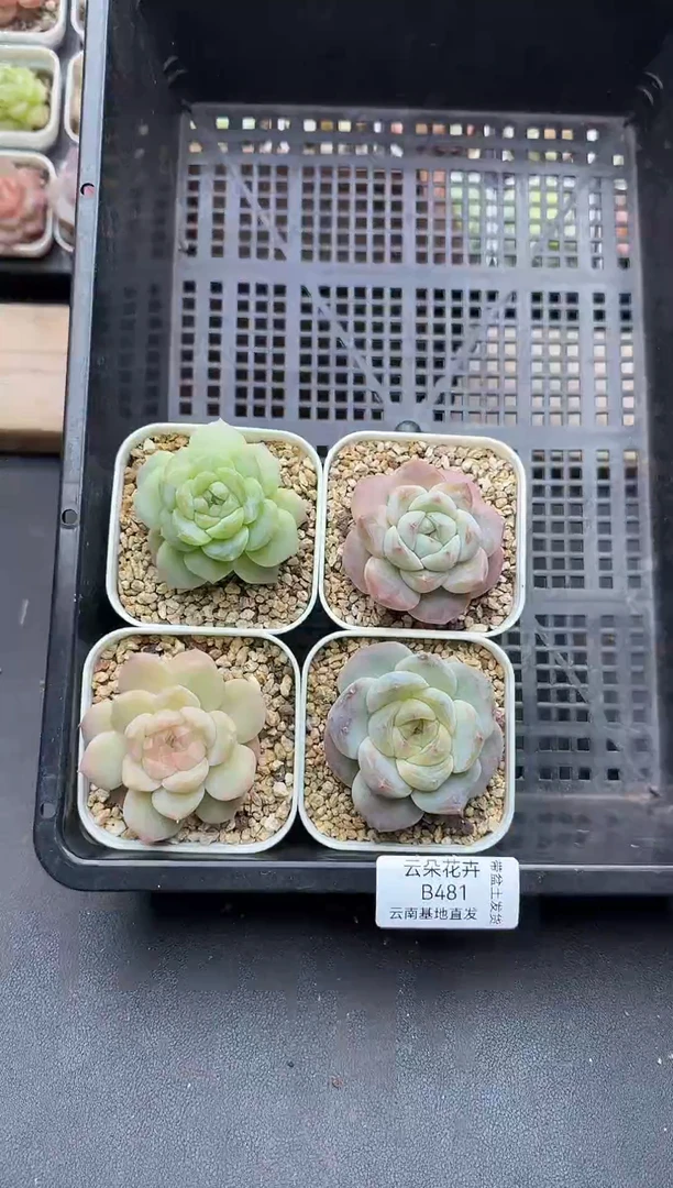 珍妮杂交多肉B481