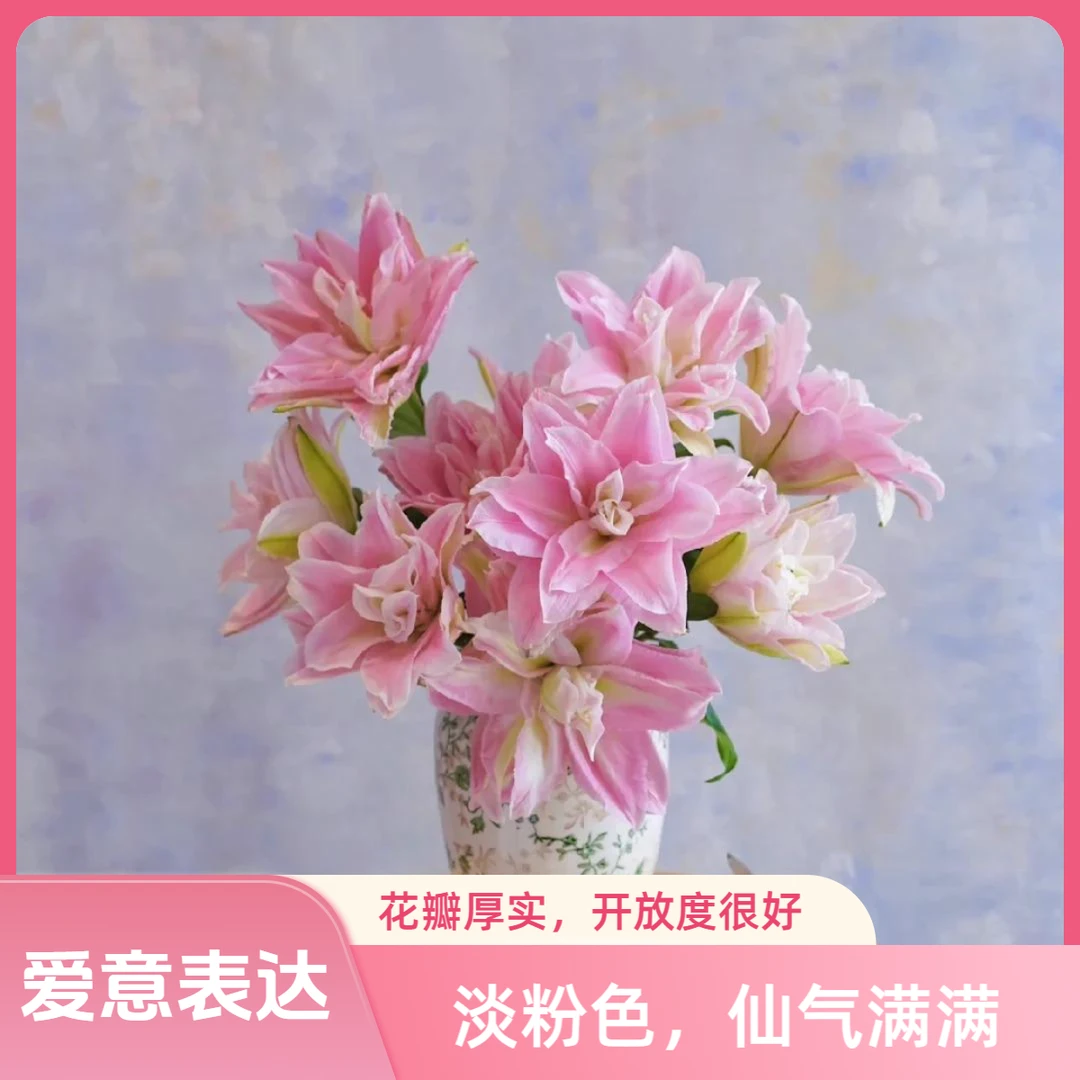 【杨苏莹花房】粉蜜糖重瓣百合 云南鲜花直发一单顺丰冷链两单空运
