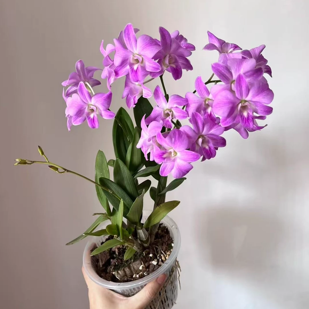 《水晶》秋石斛兰 好养易活原盆原土带花剑发货